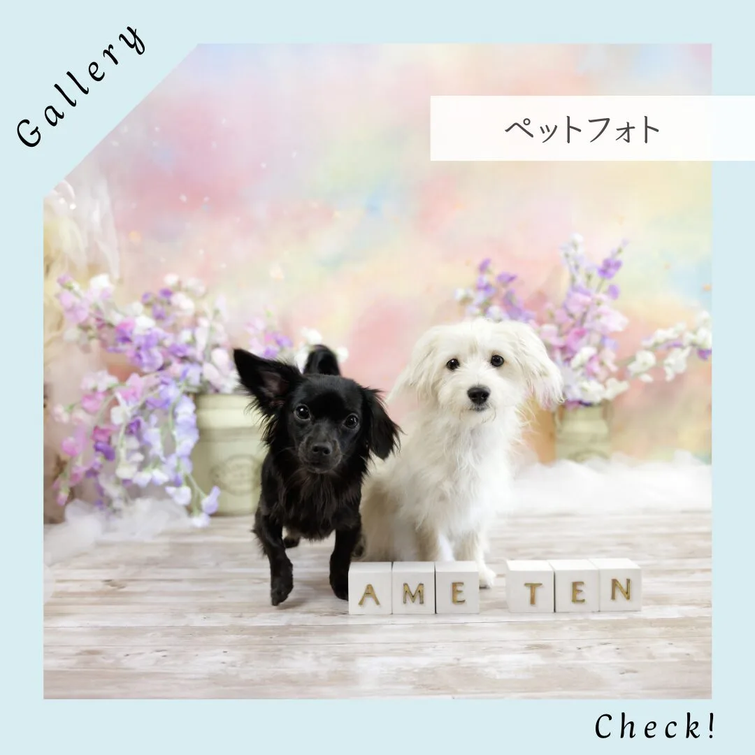 pet – ペット撮影 –
