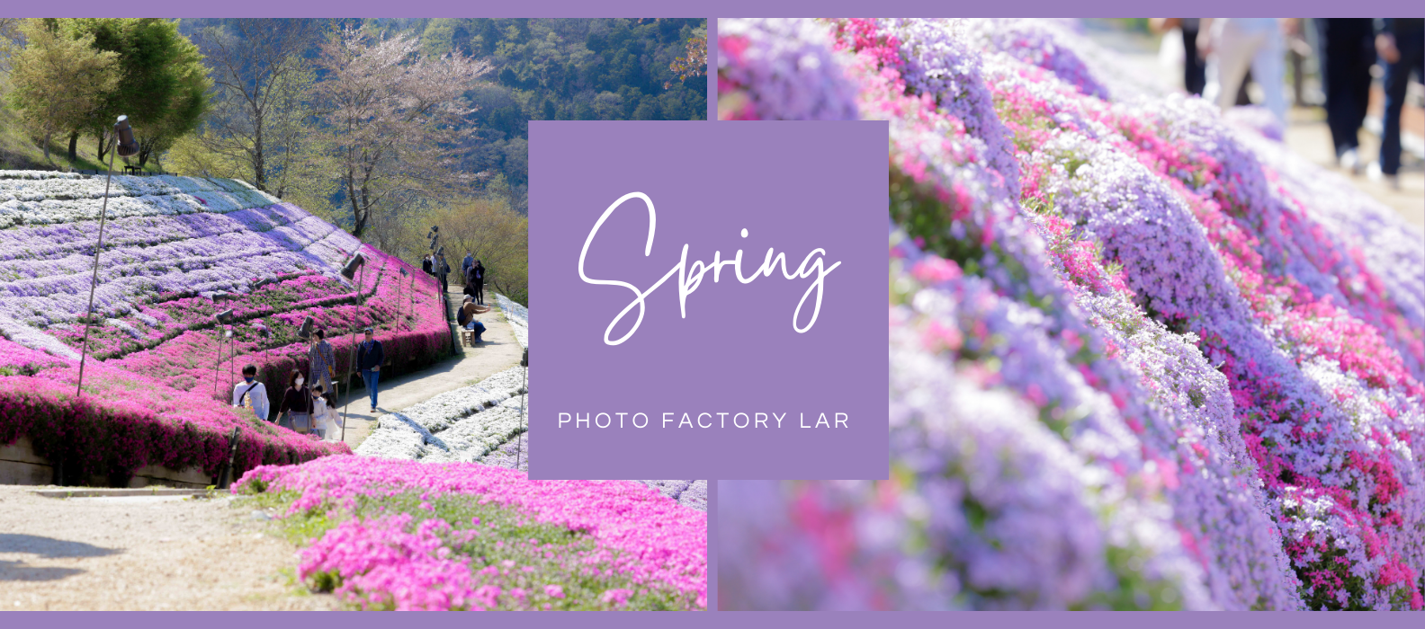 姫路の有名な芝桜スポット、ヤマサ蒲鉾の芝桜の写真
